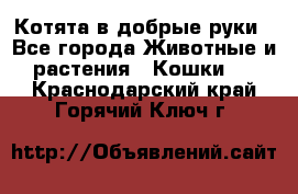 Котята в добрые руки - Все города Животные и растения » Кошки   . Краснодарский край,Горячий Ключ г.